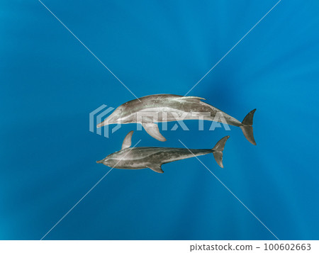 Wild dolphin 100602663