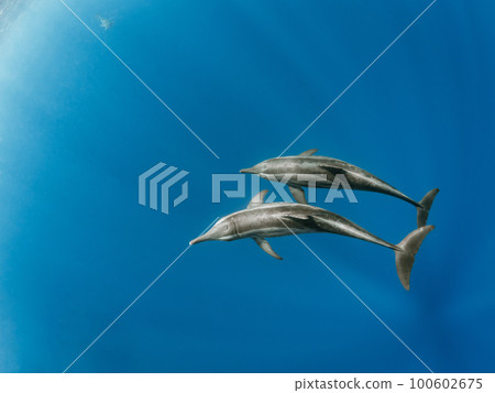 Wild dolphin 100602675