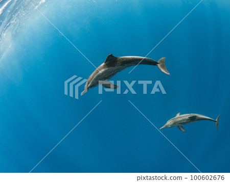 Wild dolphin 100602676