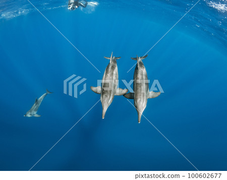 Wild dolphin 100602677