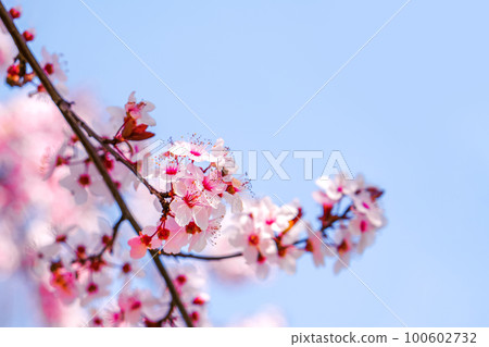 Springtime natural background. Pink sakura cherry blossom. 100602732