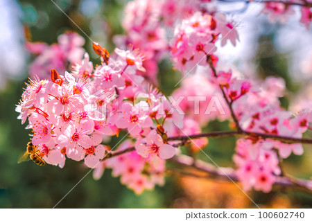 Springtime natural background. Pink sakura cherry blossom. 100602740
