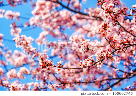 Springtime natural background. Pink sakura cherry blossom. 100602746