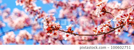 Springtime natural background. Pink sakura cherry blossom. Springtime natural background. Pink sakura cherry blossom. 100602751