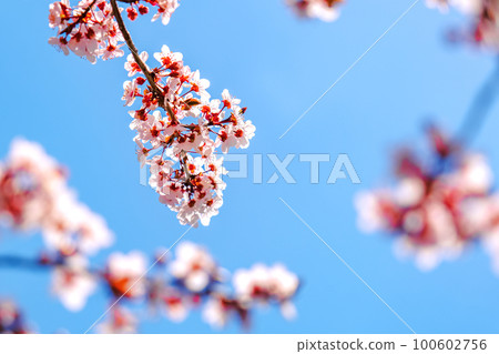 Springtime background. Pink sakura blossom. 100602756