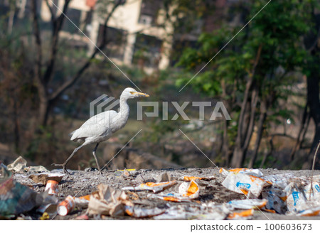 The great white egret (Ardea alba) or common heron bird spotted in a garbage dump. The great white egret (Ardea alba) or common heron bird spotted in a garbage dump. 100603673