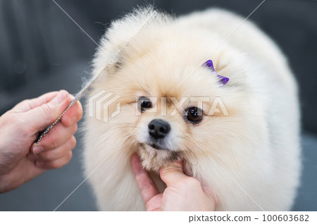 A woman combs a cute Pomeranian after a haircut. Spitz dog in the grooming salon. A woman combs a cute Pomeranian after a haircut. Spitz dog in the grooming salon. 100603682