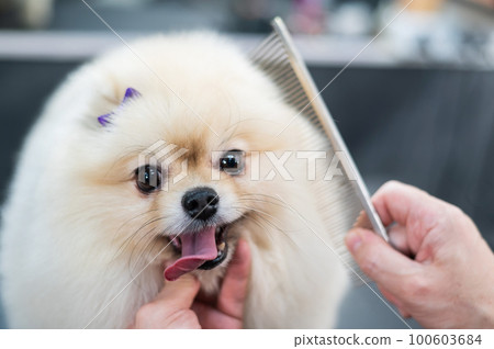 A woman combs a cute Pomeranian after a haircut. Spitz dog in the grooming salon.  100603684