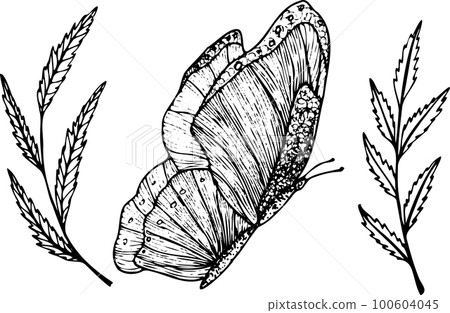 Isolated vector elements butterfly and branch with berries in sketch style. Elements for logos, design, printing 100604045