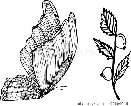 Isolated vector elements butterfly and branch with berries in sketch style. Elements for logos, design, printing 100604046