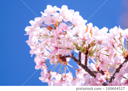 Cherry blossoms in full bloom shining in the blue sky Cherry blossoms in full bloom shining in the blue sky 100604527