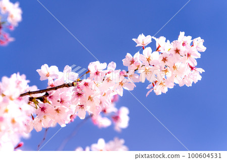 Cherry blossoms in full bloom shining in the blue sky 100604531