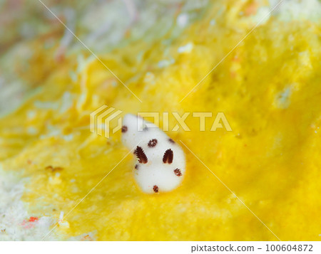 juvenile sea slug 100604872