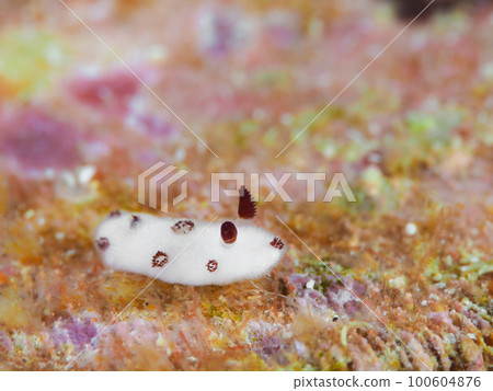 juvenile sea slug 100604876