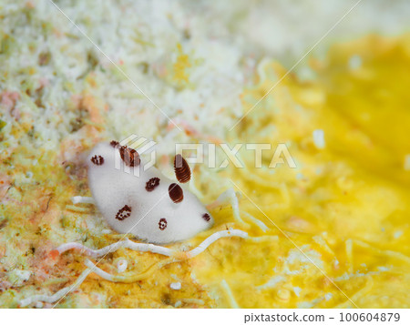 juvenile sea slug 100604879