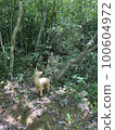 Haniwa deer looking back 100604972