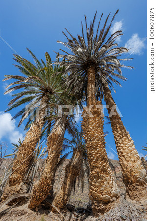 Barranco de la Madre del Agua oasis on the island of Fuerteventura Barranco de la Madre del Agua oasis on the island of Fuerteventura 100607875
