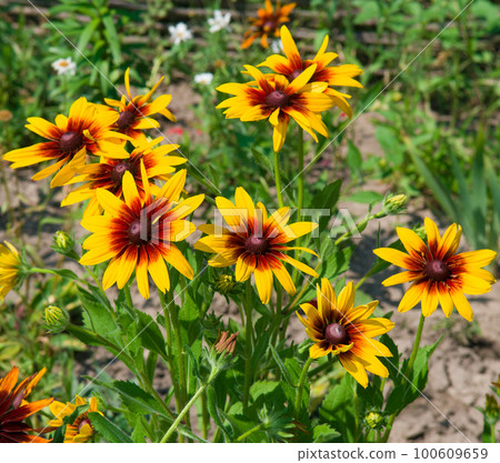 Bright rudbeckia in a summer flowerbed. 100609659