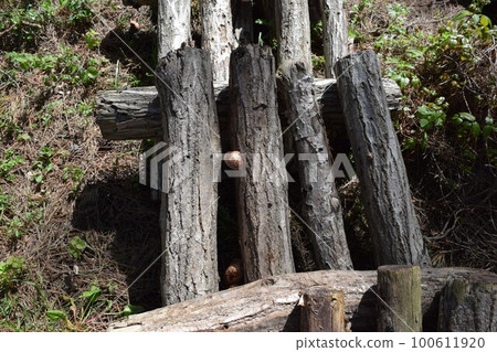 Mushroom log cultivation Mushroom log cultivation 100611920