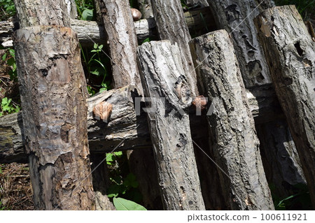 Mushroom log cultivation Mushroom log cultivation 100611921