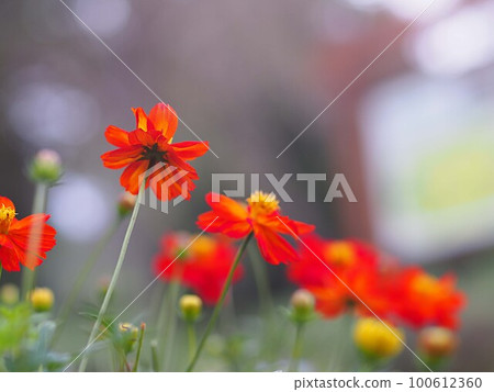 百日草花和復制空間 100612360