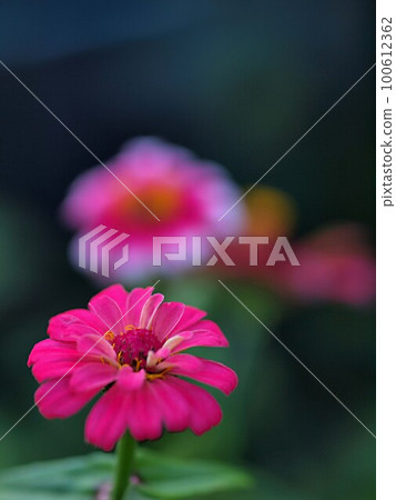 Zinnia flowers and copy space 100612362