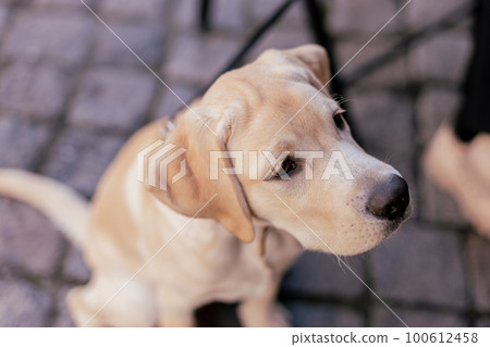 white labrador dog on the street in the city 100612458
