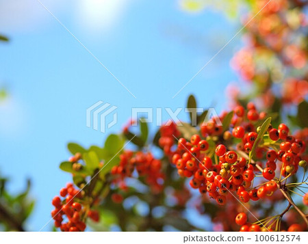 A close-up of a red-ripened bonito tree 100612574