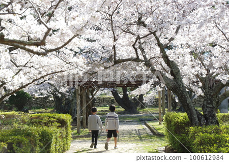 Hagi Castle Cherry Blossoms and Children Hagi Castle Cherry Blossoms and Children 100612984