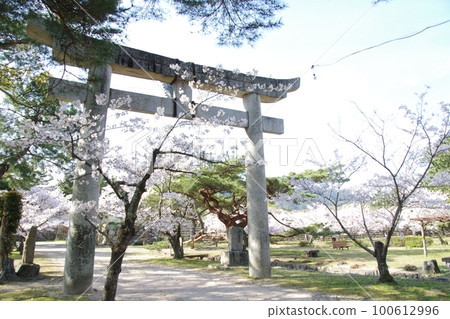 萩城櫻花和鳥居 100612996