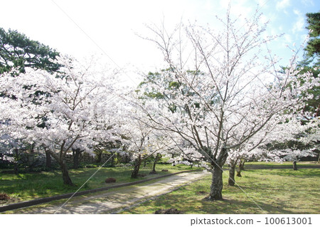 萩城重月公園的櫻花 100613001