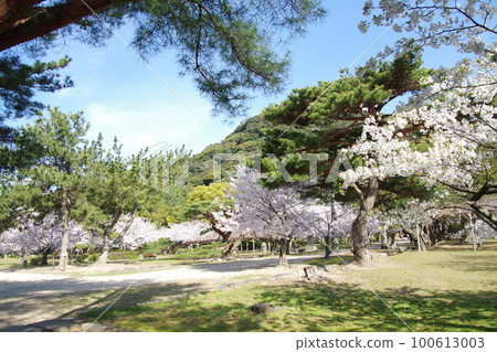 萩城櫻花和志月山 萩城櫻花和志月山 100613003