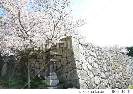 Hagi castle stone walls and cherry blossoms Hagi castle stone walls and cherry blossoms 100613006