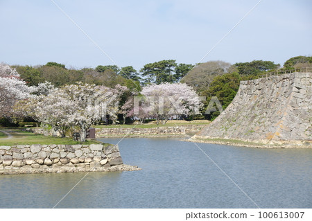 Hagi castle moat and cherry blossoms 100613007