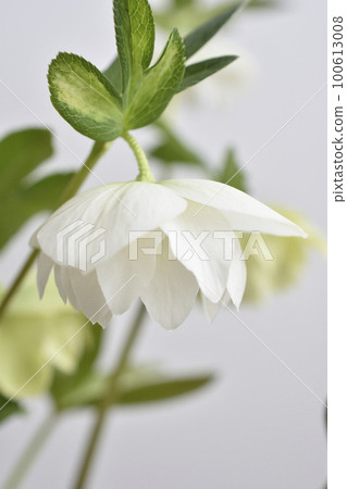 聖誕節玫瑰 聖誕節玫瑰 100613008