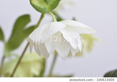 聖誕節玫瑰 聖誕節玫瑰 100613009