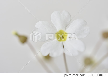 報春花 報春花 100613010