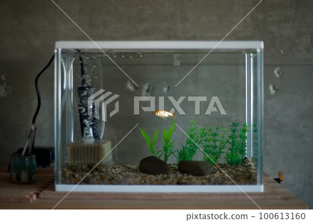 A red goldfish in an aquarium A red goldfish in an aquarium 100613160