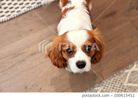 Adorable Cavalier King Charles Spaniel Looking Expectantly Up at Camera with Puppy Dog Eyes 100613452