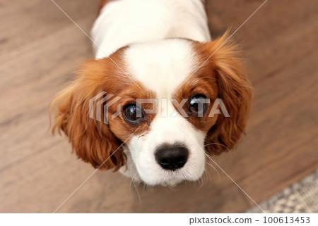 Close up of Adorable Cavalier King Charles Spaniel with corneal ulcer eye injury looking up 100613453