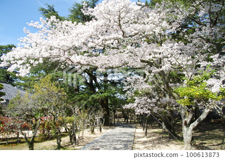 Shoin Shrine Sakura Shoin Shrine Sakura 100613873