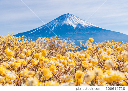 Mitsumata flowers and Mt. Fuji in Shiraito Nature Park (Shizuoka Prefecture) 100614718