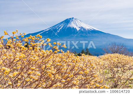 Shiraito自然公園（靜岡縣）的Mitsumata花和富士山 100614720