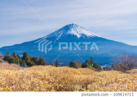 Shiraito自然公園(靜岡縣)的Mitsumata花和富士山 Shiraito自然公園(靜岡縣)的Mitsumata花和富士山 100614721
