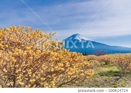 Shiraito自然公園(靜岡縣)的Mitsumata花和富士山 Shiraito自然公園(靜岡縣)的Mitsumata花和富士山 100614724