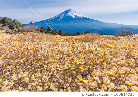 Shiraito自然公園（靜岡縣）的Mitsumata花和富士山 100614725