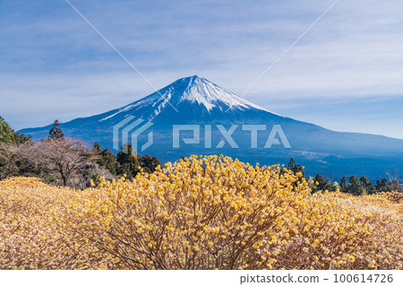 Shiraito自然公園(靜岡縣)的Mitsumata花和富士山 Shiraito自然公園(靜岡縣)的Mitsumata花和富士山 100614726