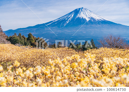 Shiraito自然公園(靜岡縣)的Mitsumata花和富士山 Shiraito自然公園(靜岡縣)的Mitsumata花和富士山 100614730