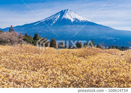 Shiraito自然公園(靜岡縣)的Mitsumata花和富士山 Shiraito自然公園(靜岡縣)的Mitsumata花和富士山 100614734