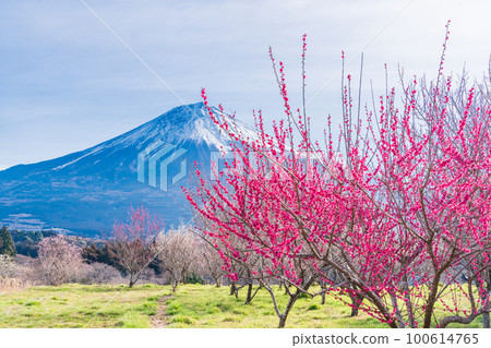 (Shizuoka Prefecture) Mt. Fuji over the plum grove in full bloom (Shizuoka Prefecture) Mt. Fuji over the plum grove in full bloom 100614765